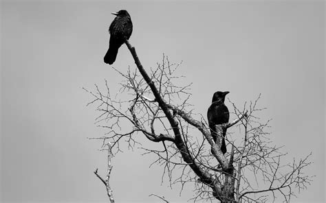 Animals Birds Crows Ravens Gothic Dark Wallpapers Hd
