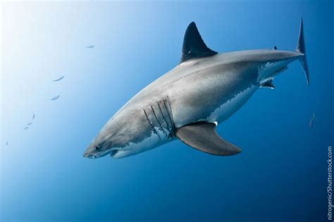 Great White Shark Facts Interesting Info On The Apex Predator