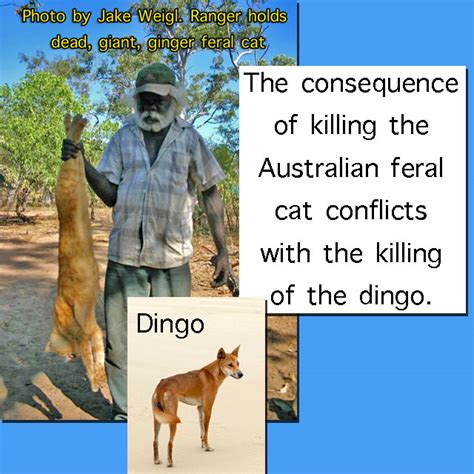 Killing Feral Cats: Do Australians Know What They Are ...