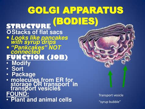 Check spelling or type a new query. PPT - Cell Structure Part 2: Eukaryotic Cells (Animal ...