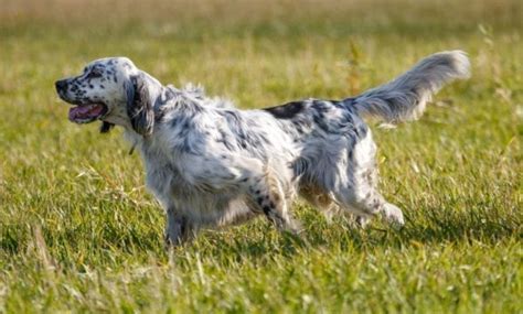 How English Is The English Setter Project Upland Magazine