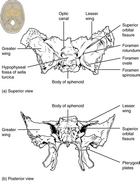 Openstax Anatphys Fig710 Sphenoid Bone English Labels Anatomytool