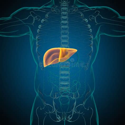 Liver 3d Illustration Human Digestive System Anatomy Stock Illustration