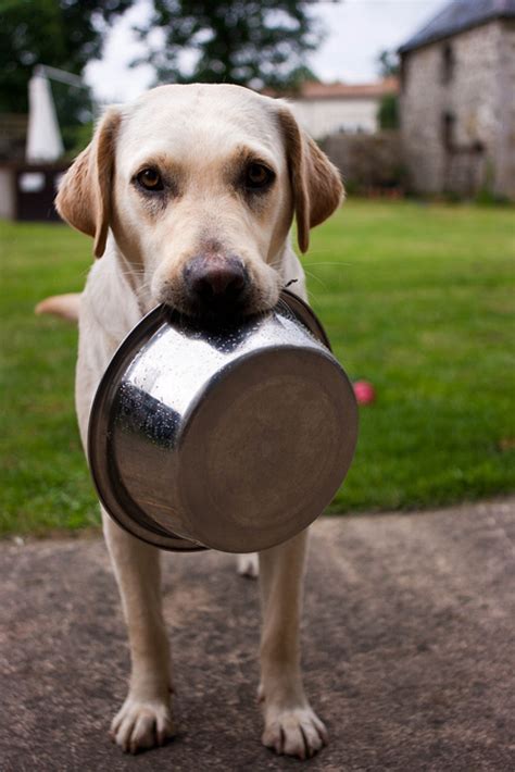 Mix 1⁄4 cup (59 ml) of warm water for every 1 cup (240 ml) of dry kibble to make it more palatable. What to Give Dogs for Diarrhea | Healthy Paws