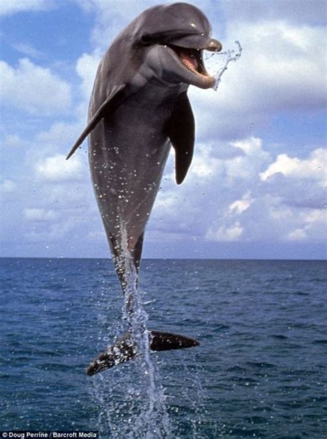 Joyful Animals Beautiful Dolphins Dolphin Photos