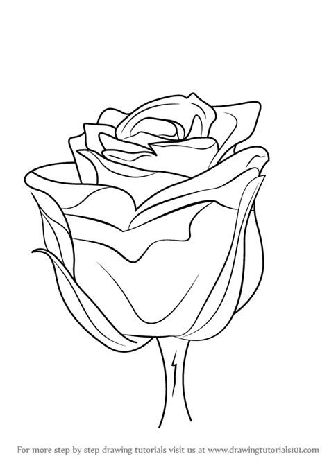 Long Stem Rose Drawing At Getdrawings Free Download