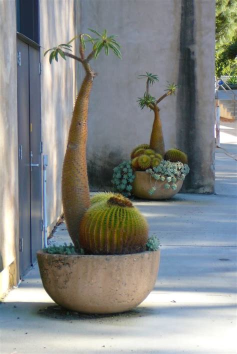 Repotting a fill in around the plant with more potting soil and gently press down on the soil to make sure your succulent is standing firm. 254 best images about Pachypodium on Pinterest | Habitats ...