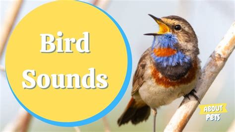 Bird Sounds 🌿 Nature Sounds Birds Youtube