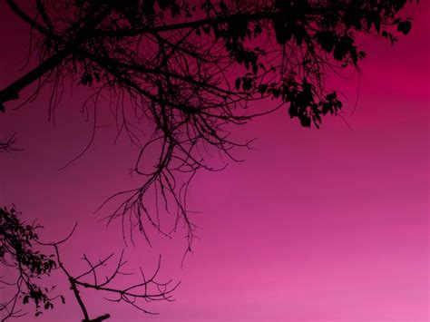 Free Images Tree Branch Sunset Flower Dawn Atmosphere Dusk Red