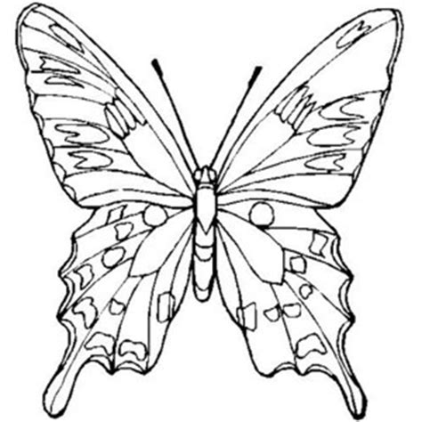 butterfly coloring page dr odd