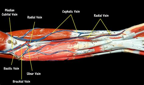 Blood is carried through three different types of blood vessels. THE VESSELS OF BLOOD CIRCULATION - SCIENTIST CINDY