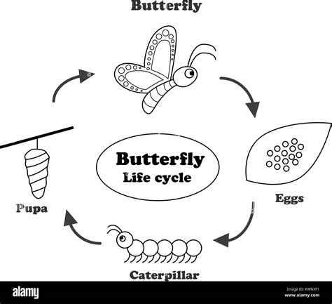 Cycle De Vie Du Papillon En Contours Style Pour Coloriage Vector