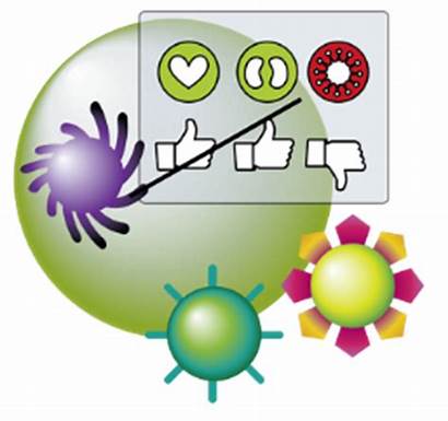 Immune System Clipart Weak Does Vaccine Oncology