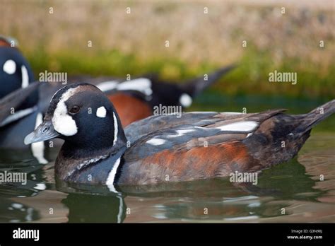 Harlequin Duck Histrionicus Histrionicus Stock Photo Alamy