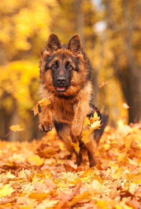 Pin By William Della On All Dogs Are Awesome German Shepherd Dogs