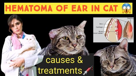 Cat Ear Hematoma Aural Hematoma In Catsnon Surgical Option Ear