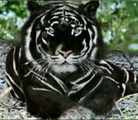 Black Tiger The Most Majestic Cat In The World Catman