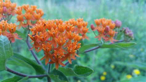 Butterfly Weed Plants That Attract Swallowtails