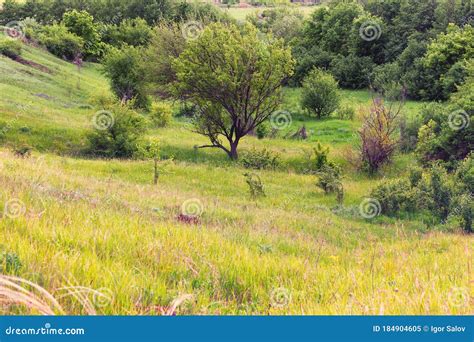 Summer Landscape Green Slopes Field Grass Trees Stock Image Image Of