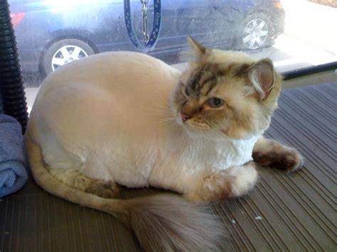Encontre imagens stock de ragdoll cat shaved lion style haircut em hd e milhões de outras fotos, ilustrações e imagens vetoriais livres de direitos na coleção da shutterstock. 302 Found