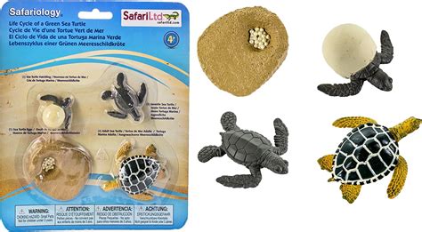 Green Turtle Life Cycle With Labels