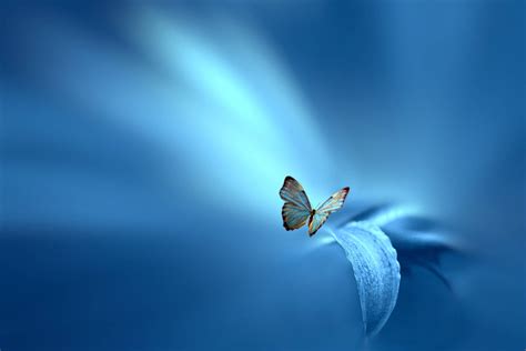 Sky Blue Butterfly Wallpapers