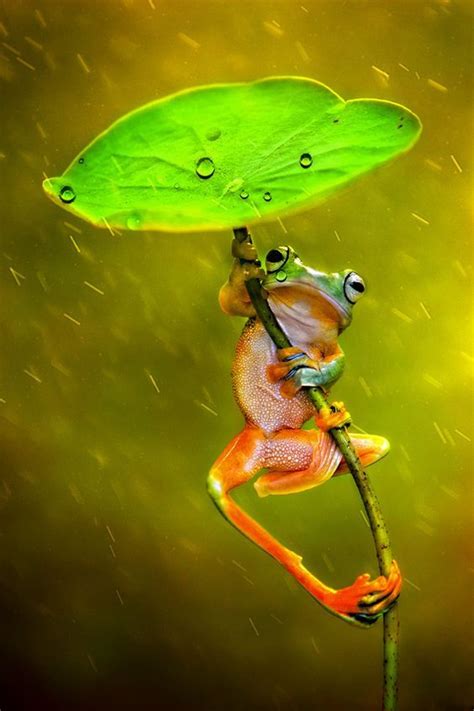 Photograph Raining By Ellena Susanti On 500px Cute Frogs Animals
