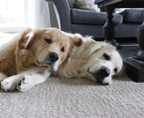 These Golden Retrievers Use Each Other As Pillows Thinking Of Something