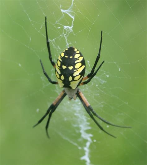 Spiders Of Minnesota Minnesota Spider Checklist