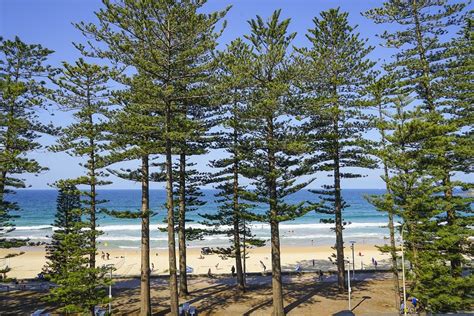 Manly Australia Sydney Pine Free Photo On Pixabay Pixabay