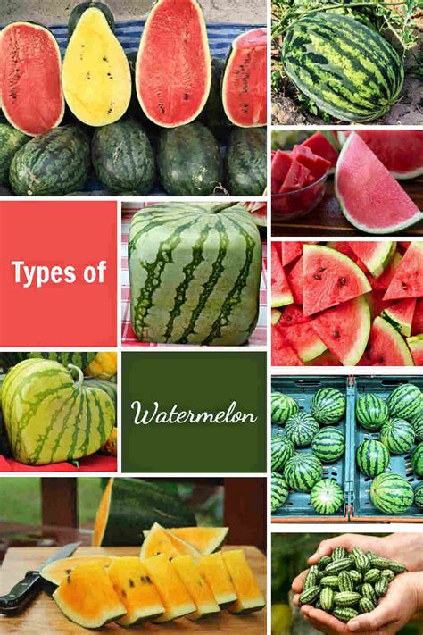 Watermelon Varieties Understanding The Types Of Watermelons Types