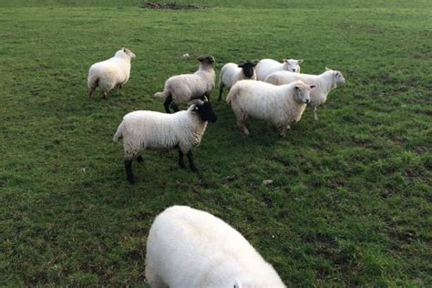 5 Texel Cross Breeding Ewes Sellmylivestock