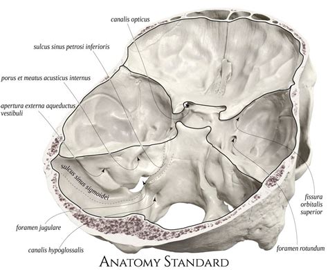The Frontal View Of The Human Head And Neck With Labels On Each Side Of It
