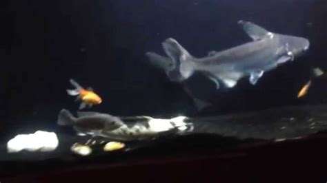 Shark Attack Pangasius Sanitwongsei Youtube