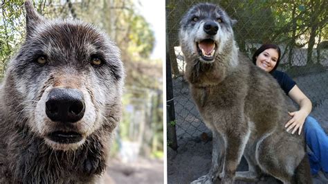 Wolfdog Hybrid Gains Online Fame At Florida Sanctuary Fox News