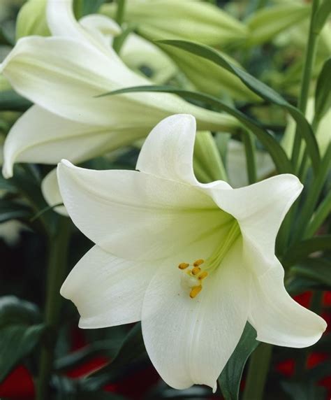 Asiatic Lily White Heaven Tree Lily Bulb Flowers Most Beautiful