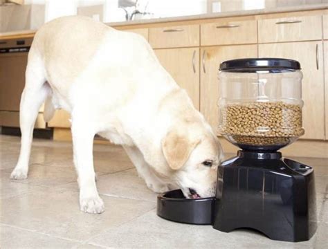Simple Tips For Feeding Your Dog Correctly