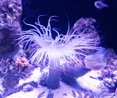 Free Images Water Ocean Diving Underwater Coral