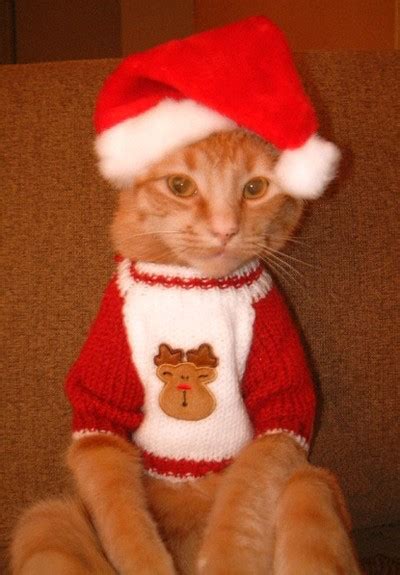 Cat Friday Christmas Cats Edition Bloglander