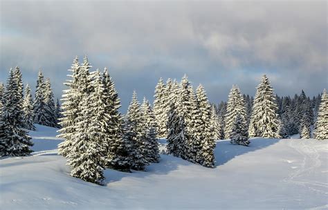 Fir Trees Forest In The Jura Mountain By Winter Switzerland Photograph