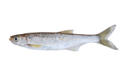 Small freshwater fish for nano tanks. Small freshwater fish stock image. Image of isolated, tail ...