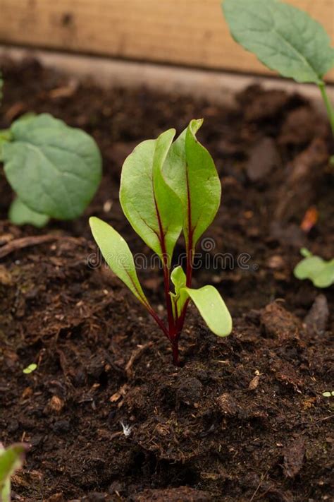 258 Beet Seedlings Vegetable Garden Stock Photos Free And Royalty Free