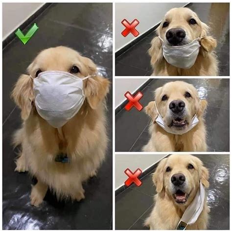 Doge Meme Face Mask Doge Mask Unboxing Shiba Inu Dog Mask By