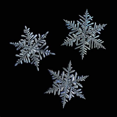 Three Snowflakes On Black Background 1 Art Print By Alexey Kljatov