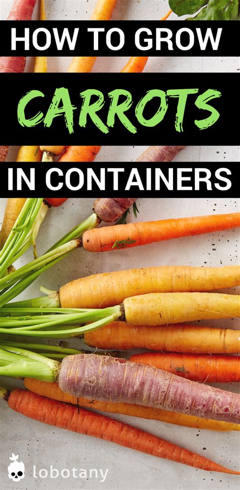 How To Grow Carrots Container Gardening Vegetables Home Vegetable