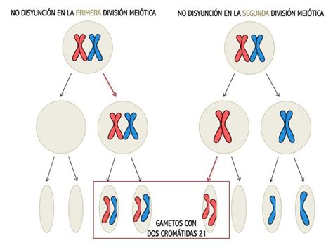 Nombre Que Reciben Las Células Formadas En La Meiosis Compartir Celular