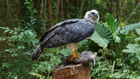 La Deforestación Afecta A La Supervivencia Del águila Arpía