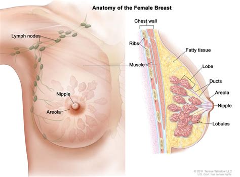 Now, it's time to translate the. "Breast Anatomy Female": For the National Cancer Institute ...