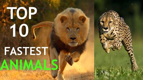 Top 10 Fastest Animals In The World Youtube