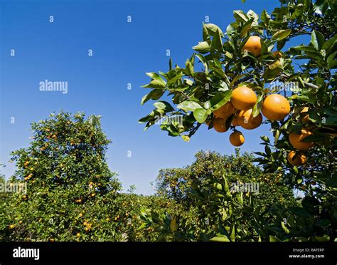 Orange Groves At Lake Wales Florida Stock Photo Alamy